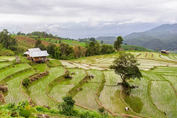 Zelené Terasové Rýžové Pole Pong Pieng Mae Chaem Chiang Mai — Stock fotografie