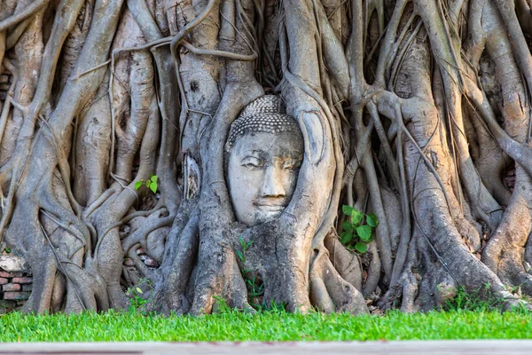 タイのアユタヤ県のワット マハートの木の根の仏像の頭 — ストック写真