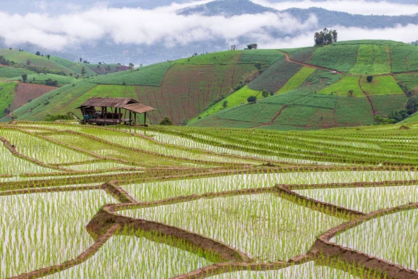 Green Terraced Rice Field Pong Pieng Mae Chaem Chiang Mai — Stock Photo, Image