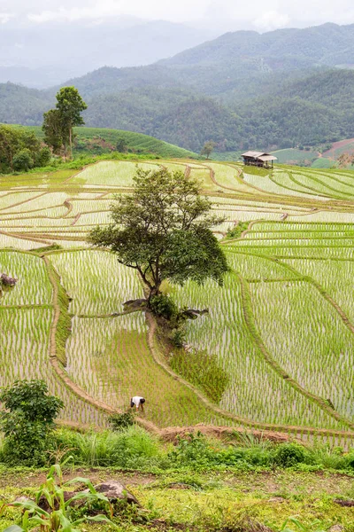 Zelené Terasové Rýžové Pole Pong Pieng Mae Chaem Chiang Mai — Stock fotografie