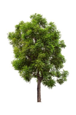 Beyaz arkaplanda büyük yeşil ağaç (Yakın Ağaç) izole.