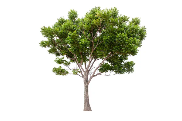 Grande Árvore Verde Neem Tree Isolada Sobre Fundo Branco — Fotografia de Stock