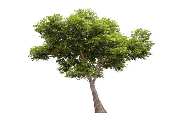 Nagy Zöld Neem Tree Elszigetelt Fehér Háttér — Stock Fotó