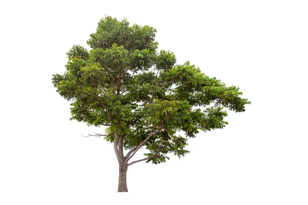 白色背景下的大型绿树 尼姆树 — 图库照片
