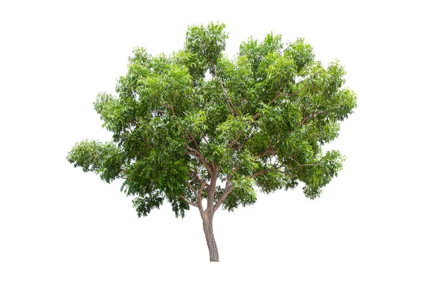 Grande Árvore Verde Neem Tree Isolada Sobre Fundo Branco — Fotografia de Stock