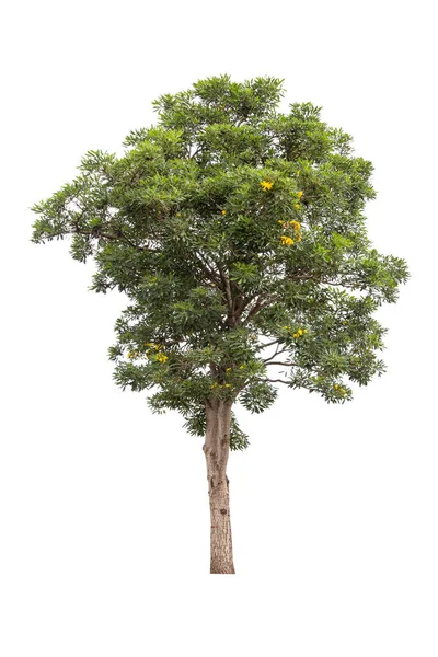 Gran Árbol Verde Aislado Sobre Fondo Blanco —  Fotos de Stock