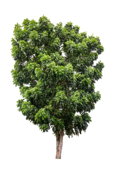Velký Zelený Strom Izolované Bílém Pozadí — Stock fotografie