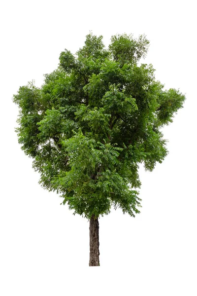 Árbol Verde Grande Neem Tree Aislado Sobre Fondo Blanco — Foto de Stock