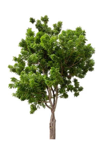 Stora Gröna Träd Neem Tree Isolerad Vit Bakgrund — Stockfoto