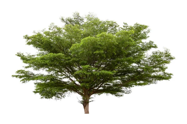 Stort Träd Isolerad Vit Bakgrund — Stockfoto