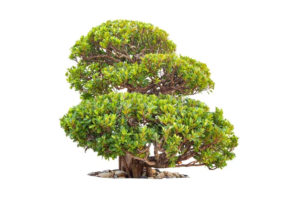 Μπονσάι Δέντρο Στον Κήπο Απομονωμένο Λευκό Φόντο — Φωτογραφία Αρχείου