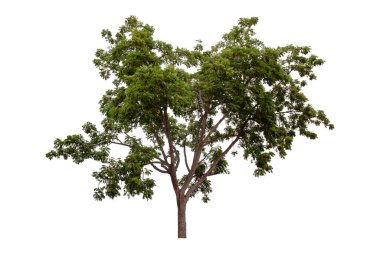 Beyaz arkaplanda büyük yeşil ağaç (Yakın Ağaç) izole.