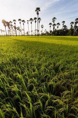 Sabah, güneş doğarken palmiye ağacında yeşil pirinç tarlası.