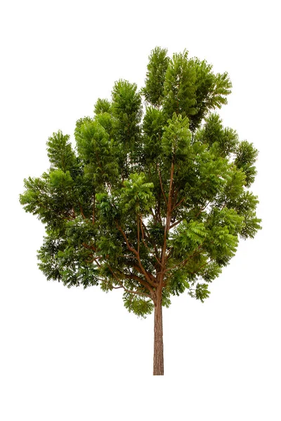 Grande Árvore Verde Neem Tree Isolada Sobre Fundo Branco — Fotografia de Stock