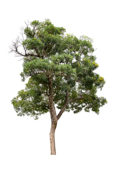 Όμορφο Πράσινο Δέντρο Απομονωμένο Λευκό Φόντο — Φωτογραφία Αρχείου