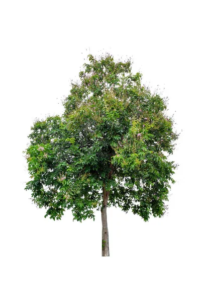 Bellissimo Albero Verde Lagerstroemia Floribunda Isolato Sfondo Bianco — Foto Stock