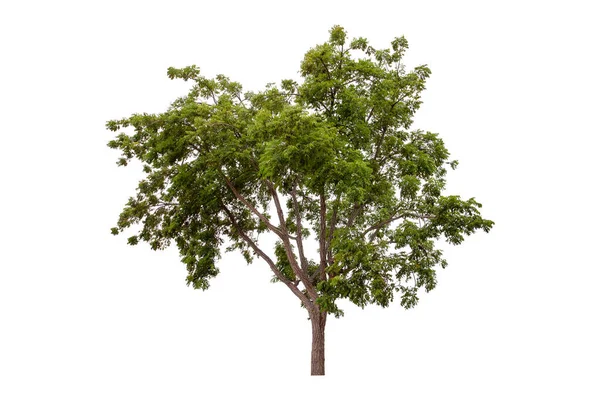 Großer Grüner Baum Neem Tree Isoliert Auf Weißem Hintergrund — Stockfoto