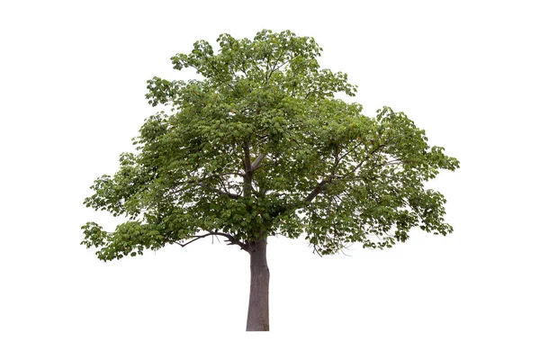 Bela Árvore Verde Isolada Fundo Branco — Fotografia de Stock