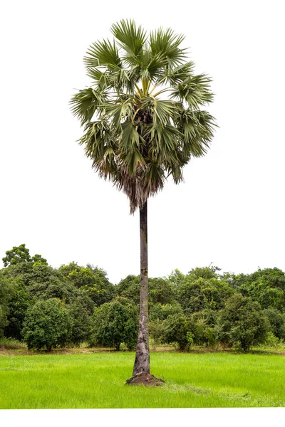 Açúcar Palmeira Grupo Árvores Isoladas Sobre Fundo Branco — Fotografia de Stock
