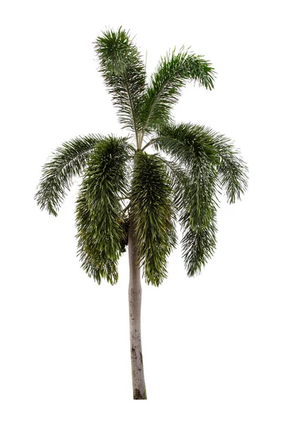 Bela Palmeira Verde Isolada Fundo Branco — Fotografia de Stock
