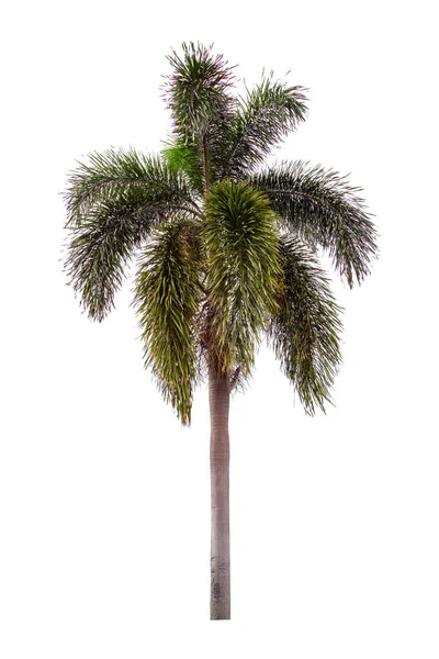 Красива Зелена Пальма Ізольована Білому Тлі — стокове фото