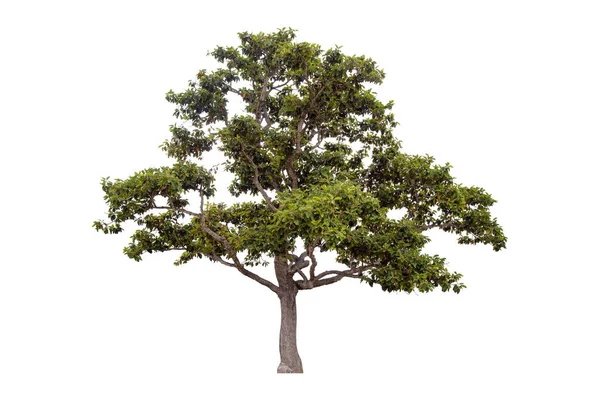 Bellissimo Albero Verde Isolato Sfondo Bianco — Foto Stock