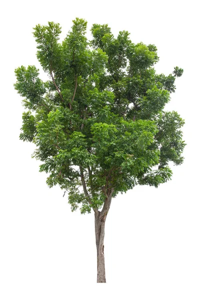 Bellissimo Albero Verde Isolato Sfondo Bianco — Foto Stock