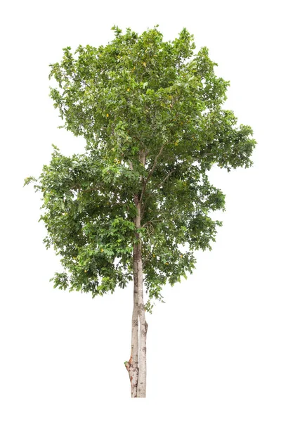 Hermoso Árbol Verde Aislado Sobre Fondo Blanco — Foto de Stock