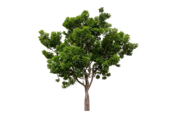 Vackra Gröna Träd Isolerad Vit Bakgrund — Stockfoto