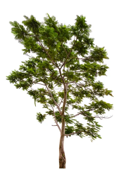 Hermoso Árbol Verde Aislado Sobre Fondo Blanco —  Fotos de Stock