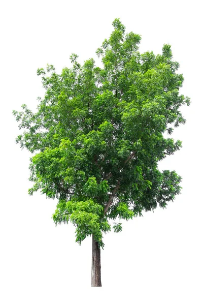 Hermoso Árbol Verde Aislado Sobre Fondo Blanco — Foto de Stock