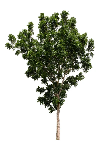 Arbre Vert Isolé Sur Fond Blanc — Photo