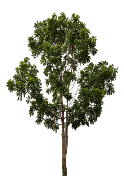 Grüner Baum Isoliert Auf Weißem Hintergrund — Stockfoto