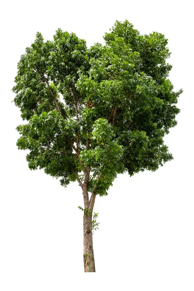 Árbol Verde Aislado Sobre Fondo Blanco —  Fotos de Stock