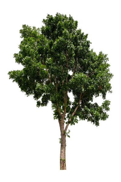 Grüner Baum Isoliert Auf Weißem Hintergrund — Stockfoto