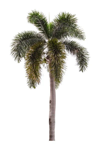 Schöne Grüne Palme Isoliert Auf Weißem Hintergrund — Stockfoto