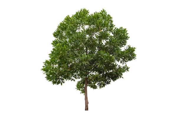Eukalyptus Strom Izolované Bílém Pozadí — Stock fotografie