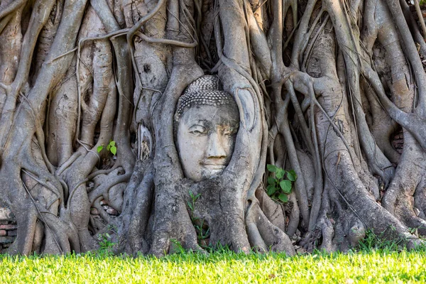 Tayland Ayutthaya Ilindeki Wat Mahathat Ağaç Köklerindeki Buda Heykelinin Başı — Stok fotoğraf