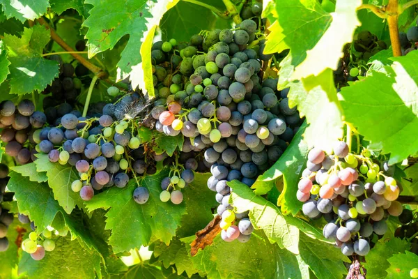 Raisin Vigne Dans Les Vignobles Champagne Montagne Reims France — Photo