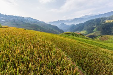 Mu Cang Chai, Yenbai, Kuzey Vietnam teraslı pirinç tarlası manzarası