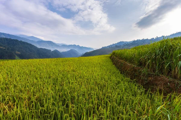 Terraced Rice Paddy Field Landscape Cang Chai Yenbai Northern Vietnam — Stock Photo, Image