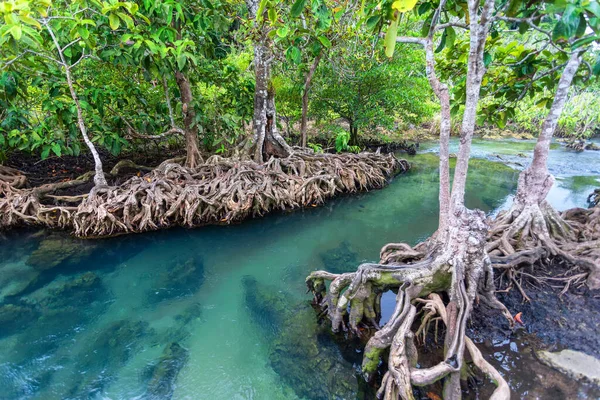 Río Selva Bosque Manglares Thapom Krabi Tailandia — Foto de Stock