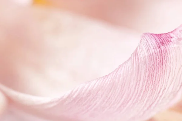 Closeup Της Τουλίπας Πέταλο Αφηρημένη Ροζ Φόντο — Φωτογραφία Αρχείου