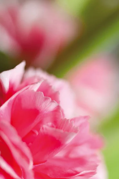 Closeup Των Gillyflower Αφηρημένη Ροζ Και Πράσινο Υπόβαθρο — Φωτογραφία Αρχείου