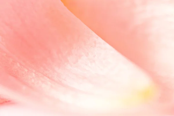 Closeup Της Τουλίπας Πέταλο Αφηρημένη Ροζ Φόντο — Φωτογραφία Αρχείου