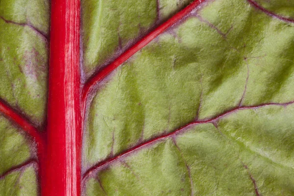 Closeup Red Green Beetroot Leaf Organic Background — Stock Photo, Image