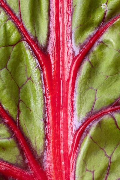 Closeup Beetroot Leaf Red Green Organic Background — Stock Photo, Image