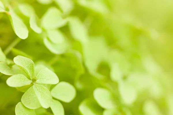 Fiori Verdi Ortensia Sfondo Naturale — Foto Stock