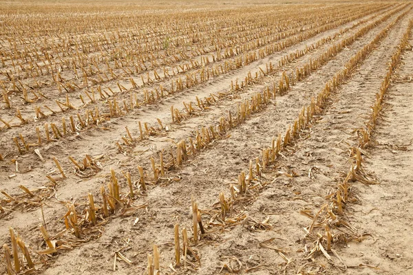 Rastrojo Campo Después Cosecha Paisaje Otoñal Rural Imágenes de stock libres de derechos