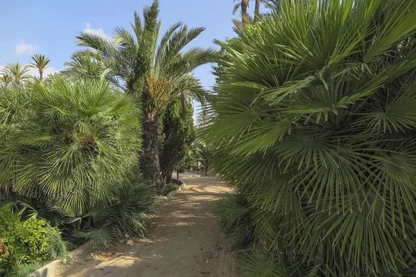 スペイン アリカンテ市のエル椰子園公園内の晴れた日にヤシの木に囲まれた砂利道 — ストック写真